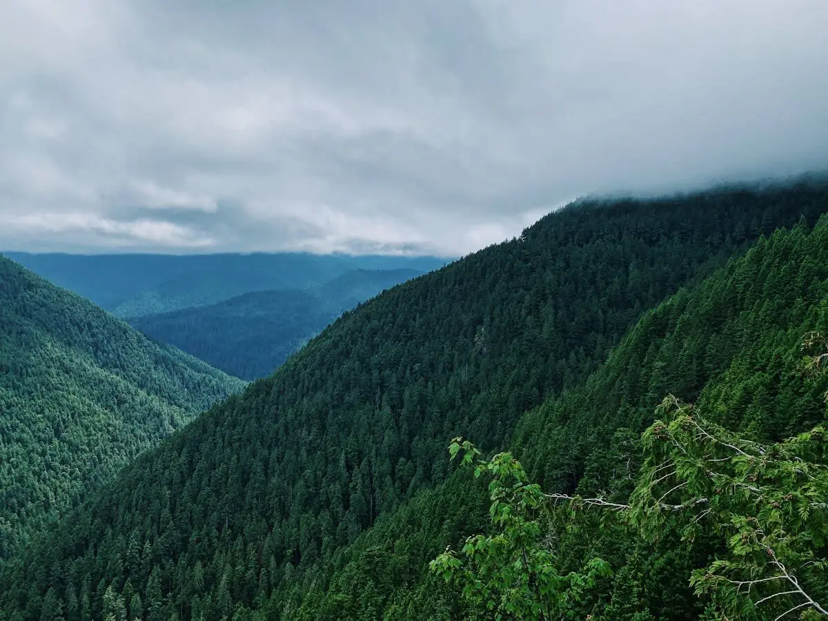 NFT market 2026 digital collectibles comeback
